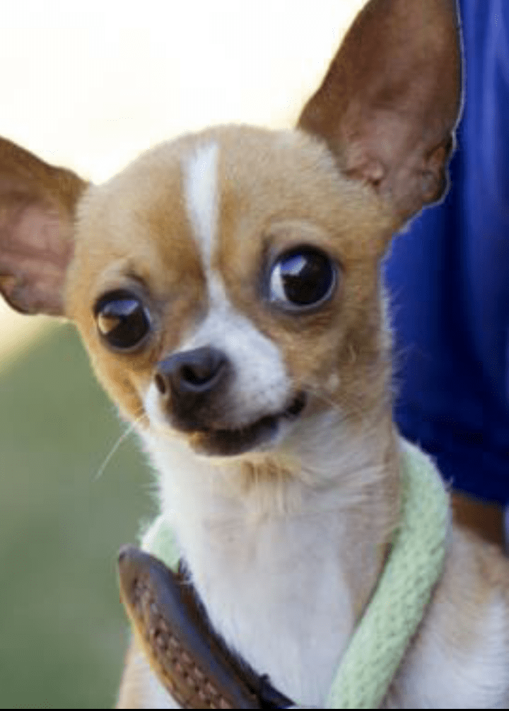 History and Origins of Chihuahuas