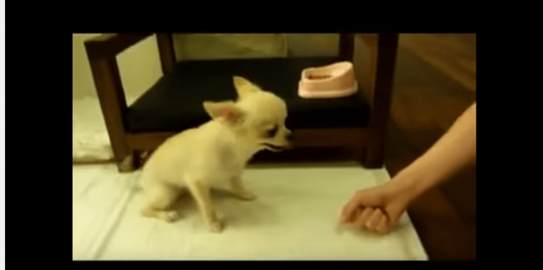 white chihuahua puppy 