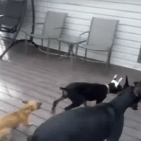 4 dogs on a porch