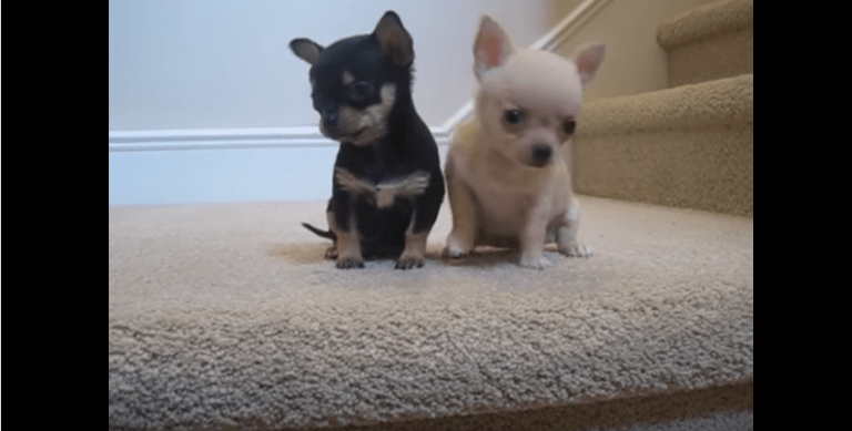 2 Chihuahua Puppies