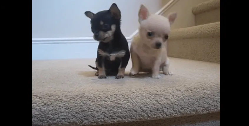 2 Chihuahua Puppies 