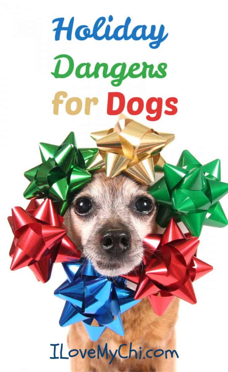 Chihuahua dog with Christmas bows on head