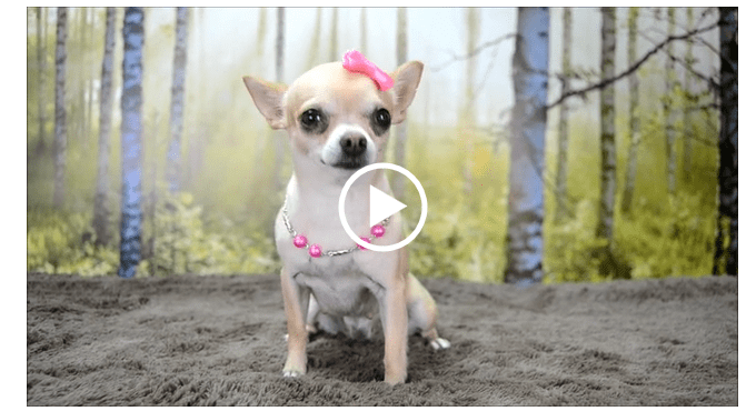 The Day in the Life of Megan the Chihuahua