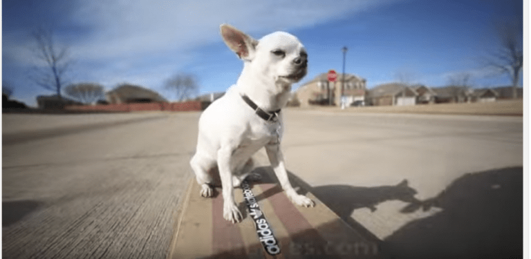 white Chihuahua