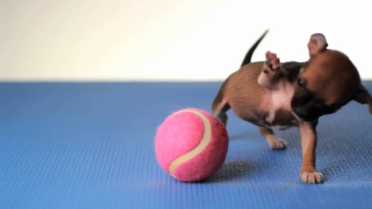 tiny puppy with pink ball