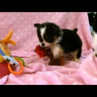chihuahua puppies on blanket