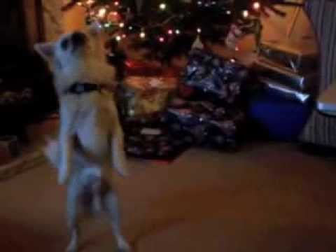 chihuahua dancing in front of Christmas tree