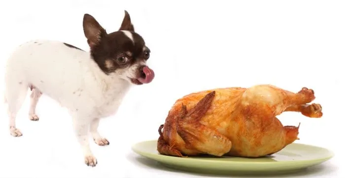 chihuahua standing over a roasted turkey