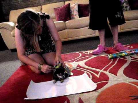 girl wrapping a chihuahua dog in Christmas wrapping paper