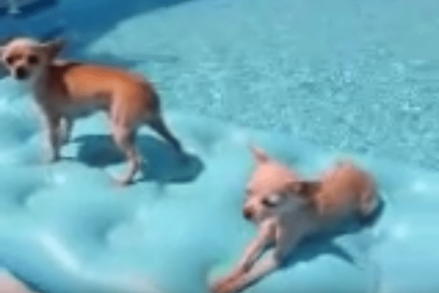 2 Chihuahuas Floating On A Raft