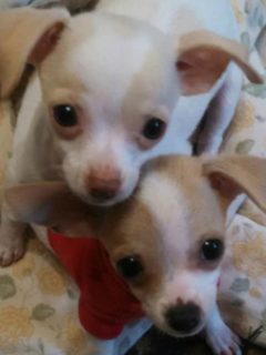 2 Chihuahua puppies