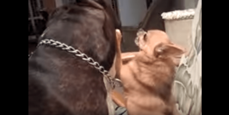 fawn Chihuahua and large brown dog