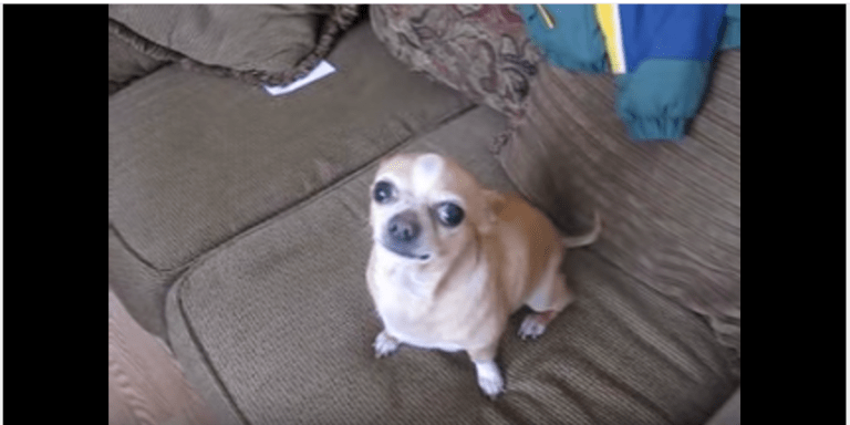 fawn Chihuahua
