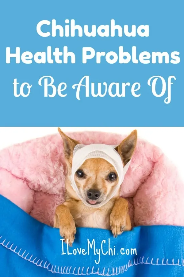 sick chihuahua in pink bed with blue blanket