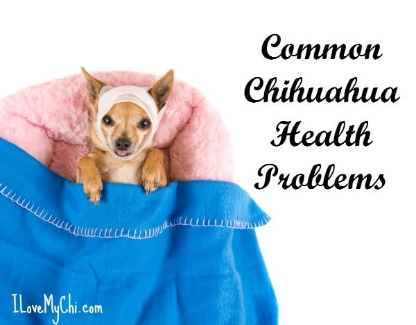 Chihuahuas are tough little dogs for their small size but they are prone to some health problems. Read about the illnesses and conditions chihuahuas can get in this article from I Love My Chi.