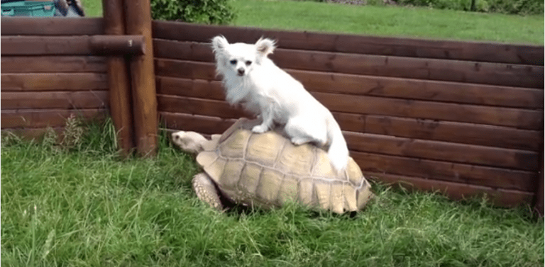 Chihuahua Riding Turtle