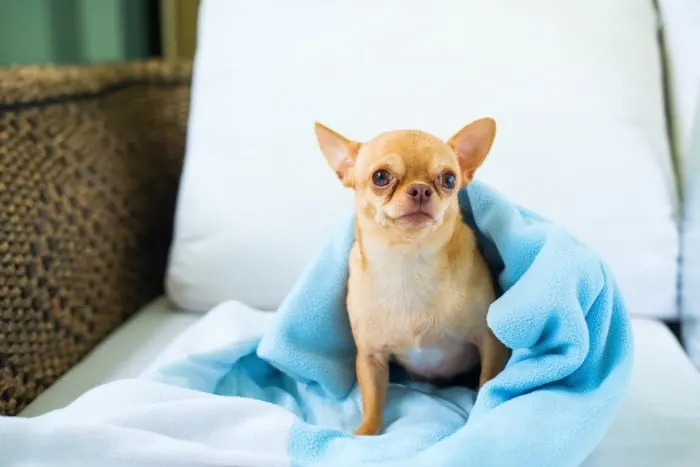 Fawn chihuahua on a chair under a blue blanket.