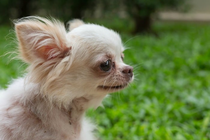 White chihuahua outside on the grass.