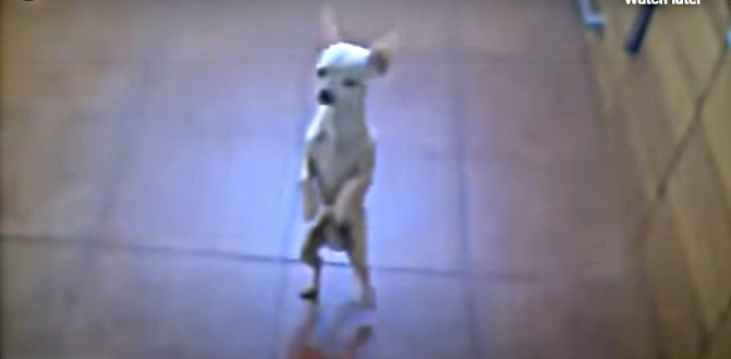 light colored chihuahua dancing on 2 feet