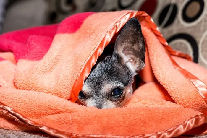 Chihuahua face peeking out from under an orange blanket.