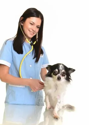 Veterinarian with chihuahua