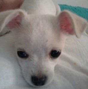 White Chihuahuas - I Love My Chi