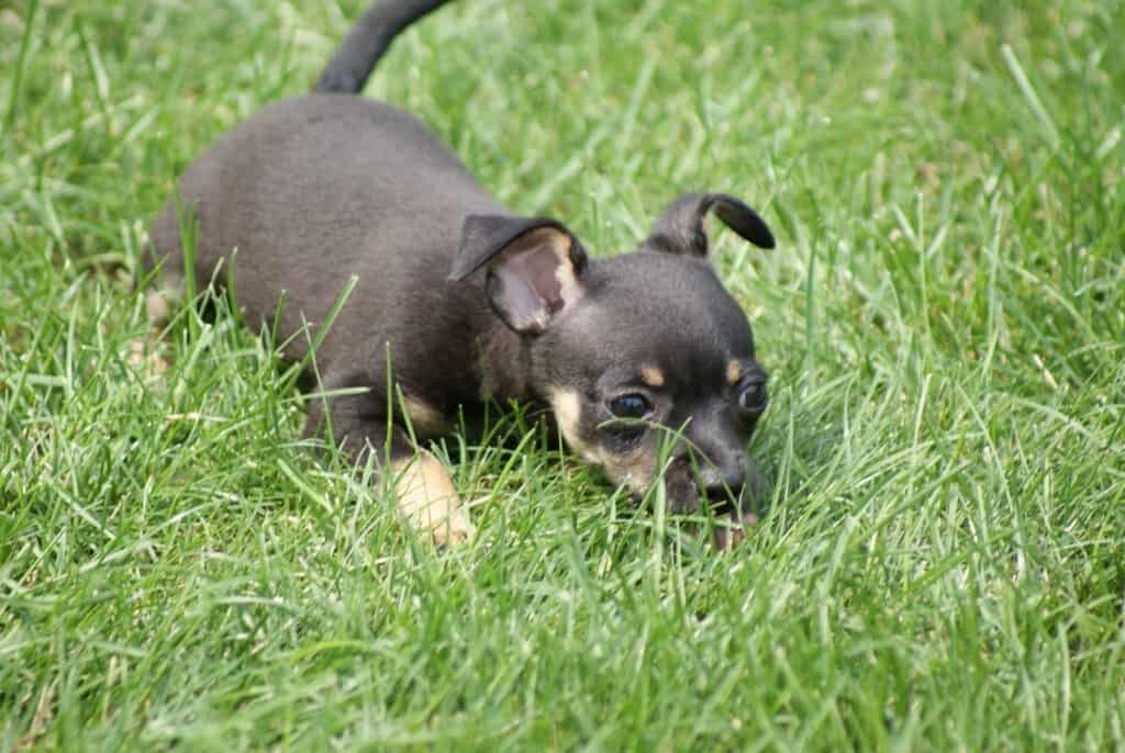 Black and tan chihuahua lying in grass.