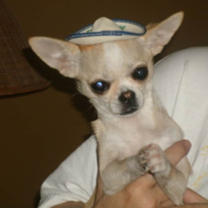 Khloe the Chihuahua