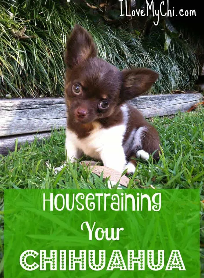 brown and white Chihuahua puppy in grass