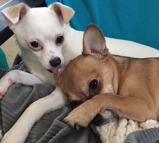 Luna and Fiona, mom is Johanna DuHaime Cheong‎