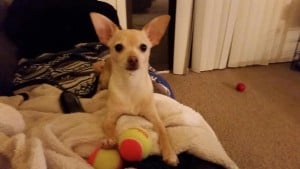 Tucker the Chihuahua