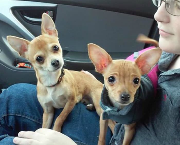 2 chihuahuas sitting in woman's lap