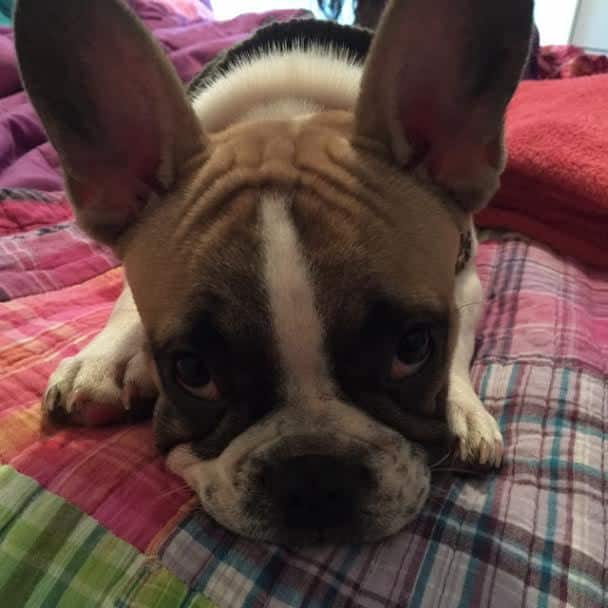Odie the French Bulldog