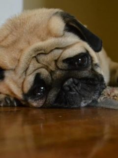 pug looking sad