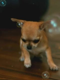 tan chihuahua puppy playing with bubbles