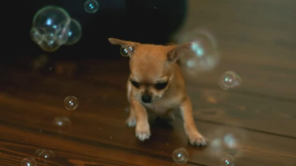 tan chihuahua puppy playing with bubbles