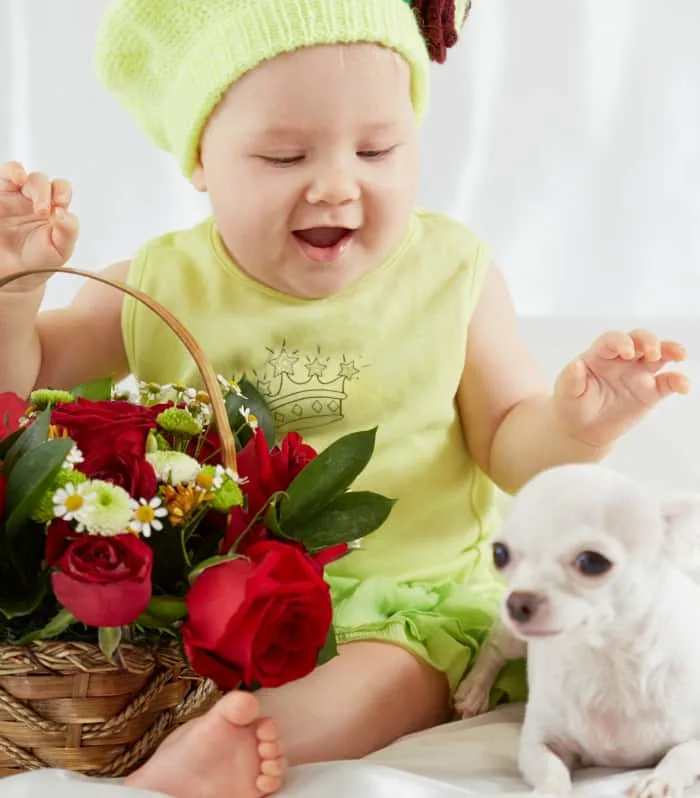 Baby with basket of flowers sitting by white chihuahua.