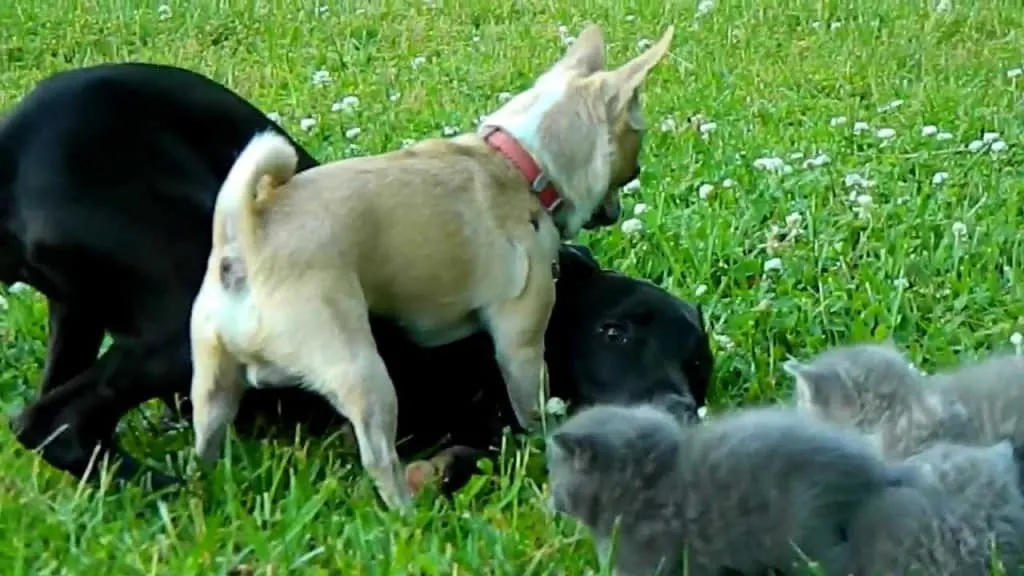 Chihuahua protects Kittens