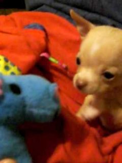 fawn chihuahua puppy with blue stuffy