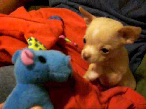 fawn chihuahua puppy with blue stuffy