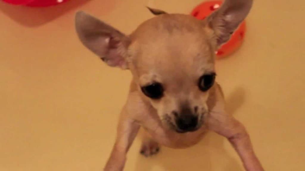 Chihuahua Puppy taking bath