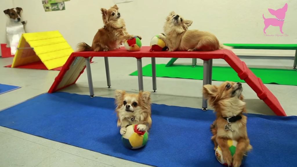 Chihuahuas doing Tricks with ball and ramp