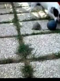 Dog and Turtle Play With Ball