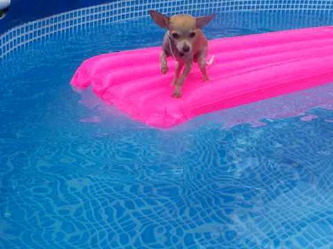 chihuahua on pink float in pool