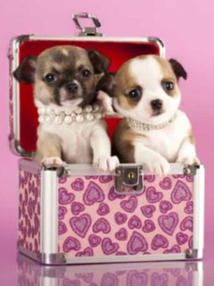 2 small puppies in jewelry box