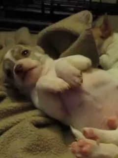 Napping Chihuahua Pups