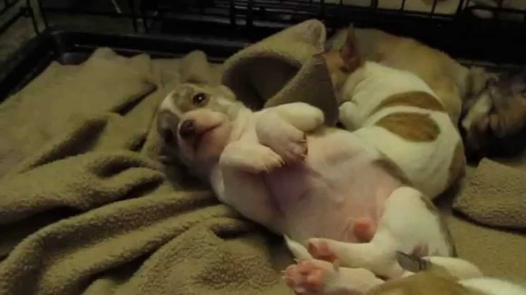 Napping Chihuahua Pups