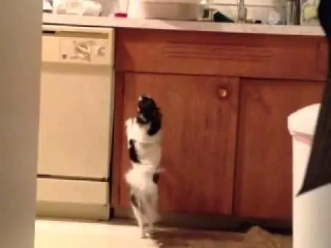 black and white long hair Chihuahua on hind legs
