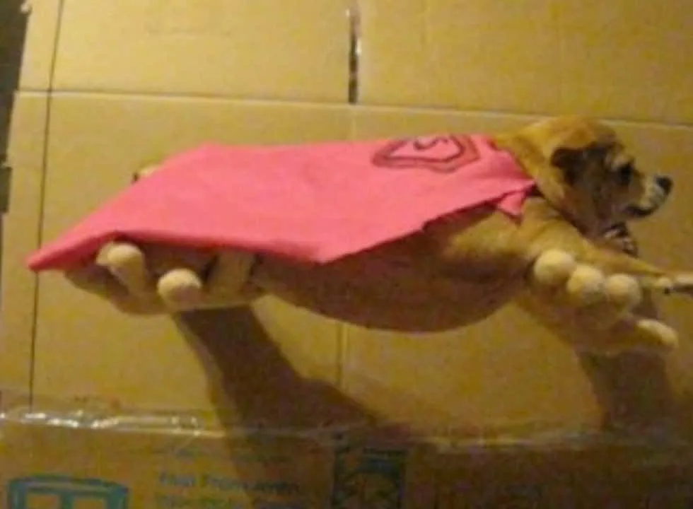 chihuahua in pink cape flying