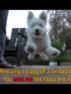 long hair white puppy jumping in air
